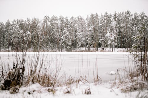 ağaçlar, doğa, dondurulmuş içeren Ücretsiz stok fotoğraf