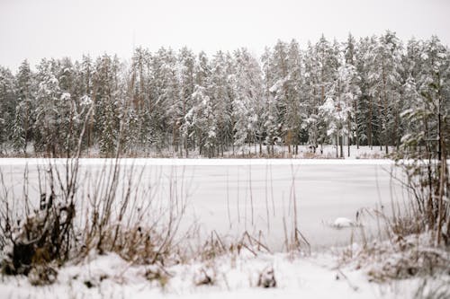 Photos gratuites de arbres, forêt, froid