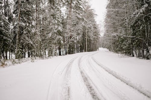 무료 감기, 겨울, 경치의 무료 스톡 사진