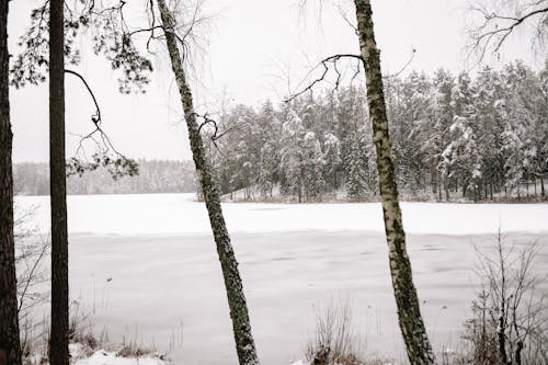 бесплатная Бесплатное стоковое фото с береза, деревья, заснеженная земля Стоковое фото
