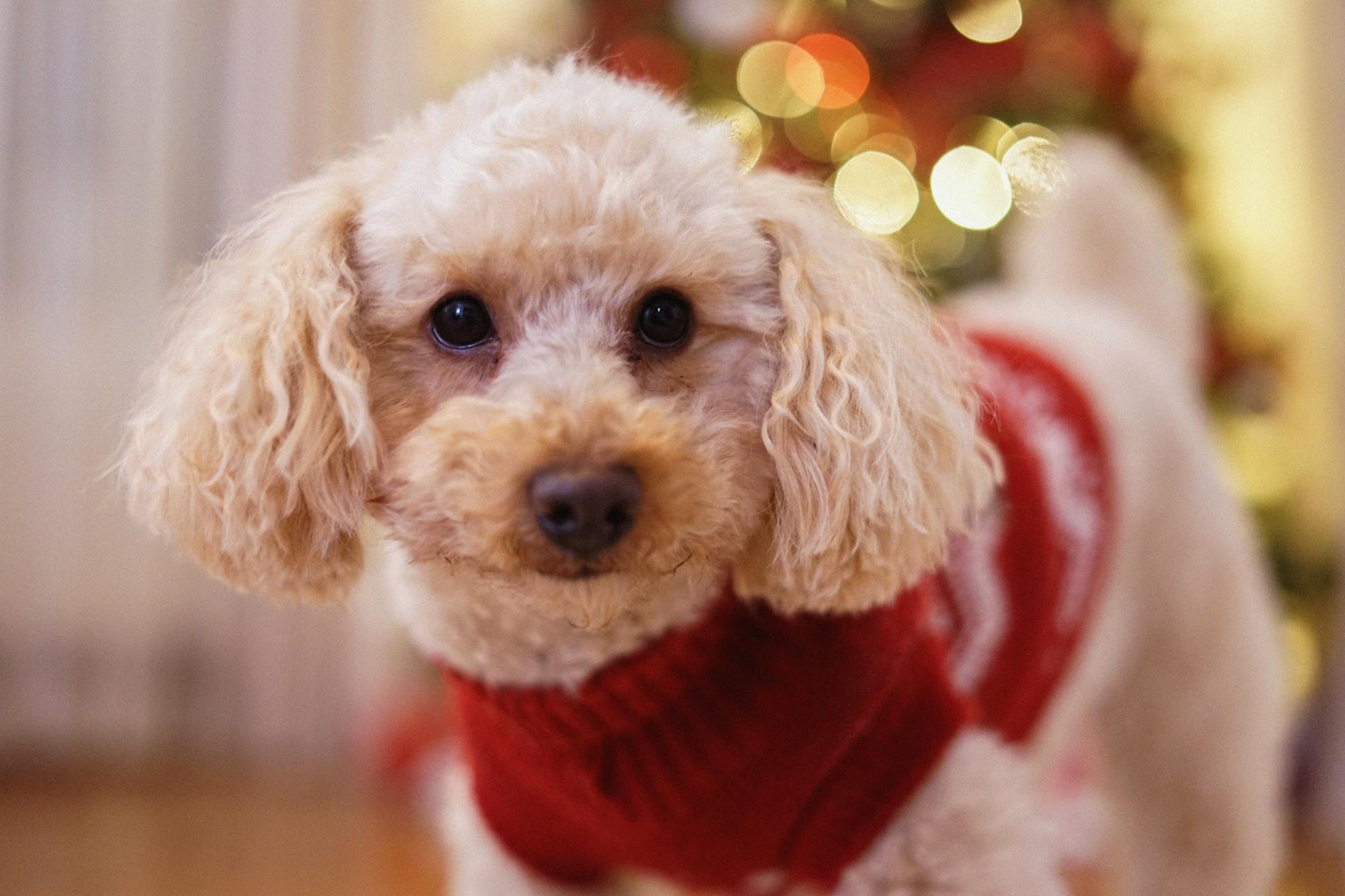 Selective Focus Photo of a Cute Poodle