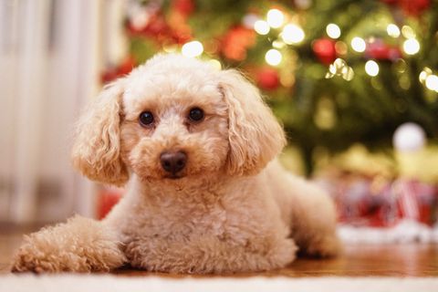 Chien à Noël : chocolat, foie gras, sapin, doses et urgences