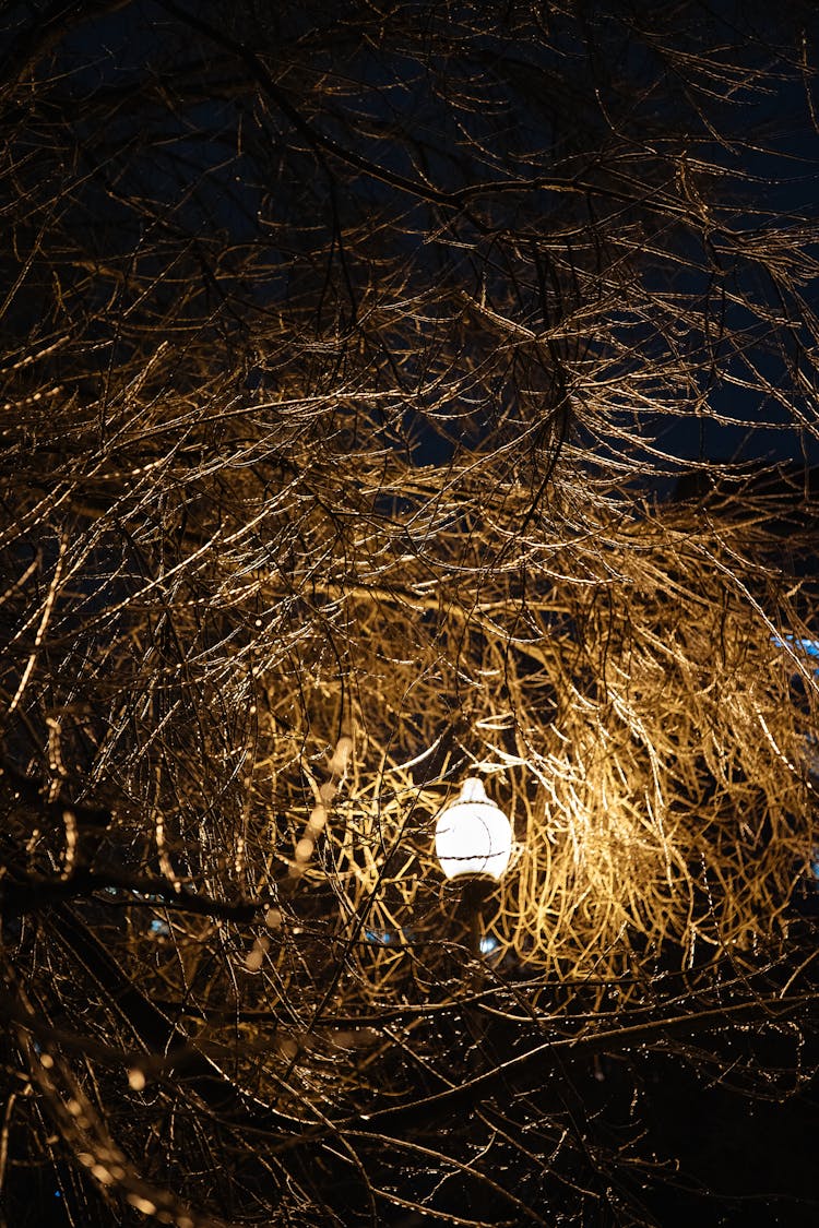 Lamp Among Bare Tree Branches At Night 