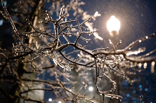 Icy Tree Branches in City at Night