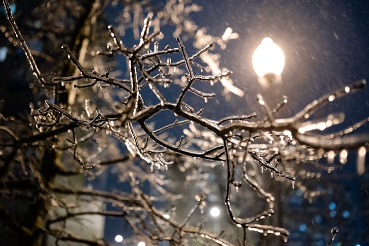 Icy Tree Branches In City At Night