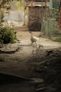 Domesticated goose walking in countryside