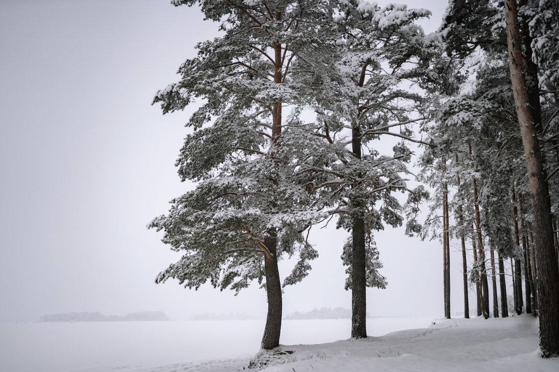 Tree Snow Ground Green Trees on Snow Covered Ground · Free Stock Photo