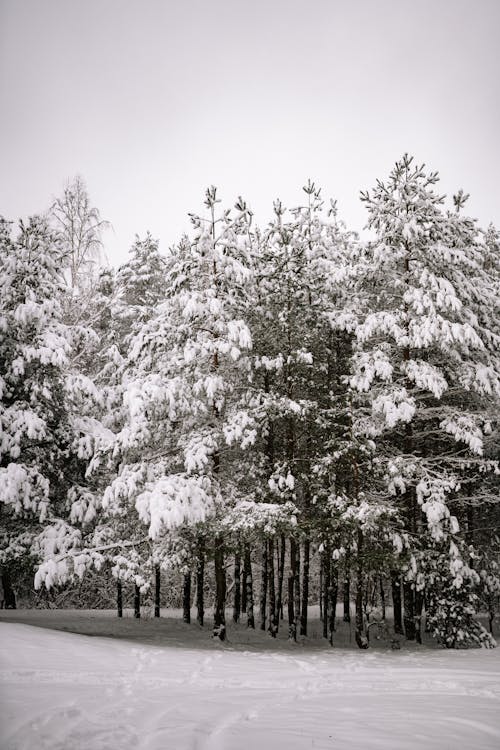 Grayscale Photo of Trees Covered With Snow