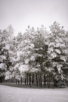 Tranquil snowy forest scene with evergreen trees coated in fresh white snow, capturing winter's beauty.