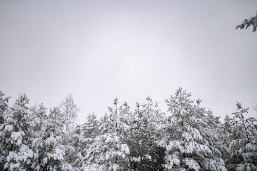 Photo of Conifer Trees Covered with Snow