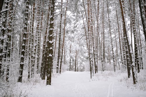 Kostenloses Stock Foto zu bäume, draußen, einfrieren