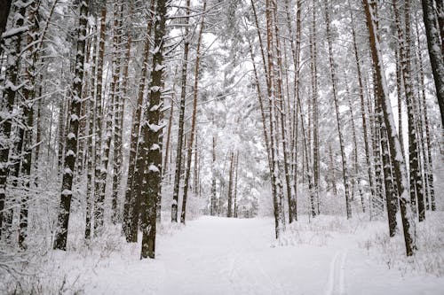 Základová fotografie zdarma na téma fotografie přírody, krajina, led