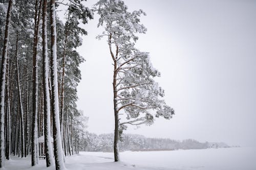 Trees in Snow in Winter Forest Landscape