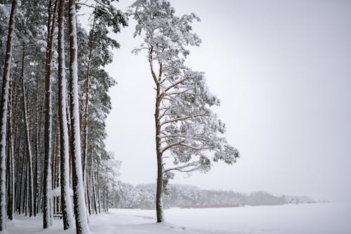 Foto profissional grátis de árvores, floresta, geada