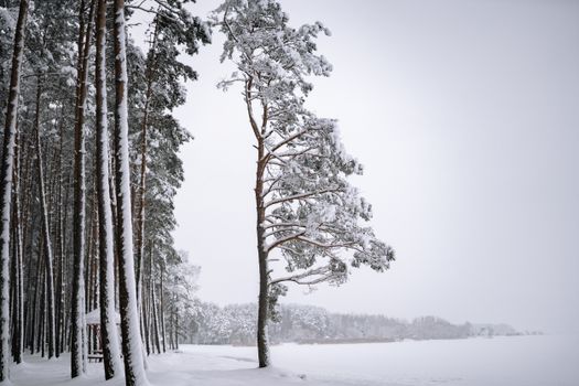 Tranquil winter scene of a snow-covered pine forest by a frozen lake.