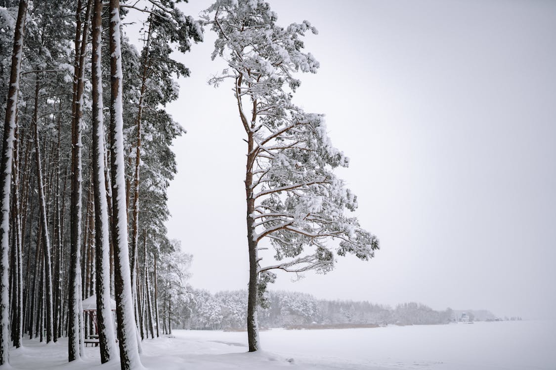 Free Trees in Snow in Winter Forest Landscape Stock Photo
