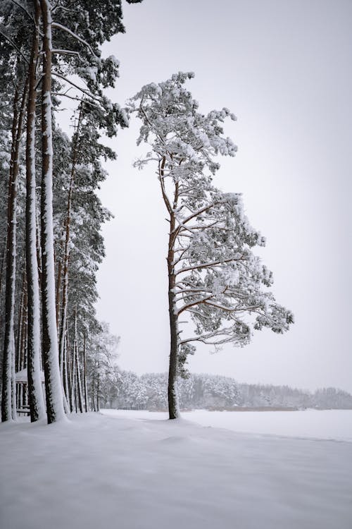 Winter Shot of Trees and Field in Snow