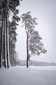 Serene snowy forest with tall trees covered in fresh white snow, depicting a tranquil winter scene.