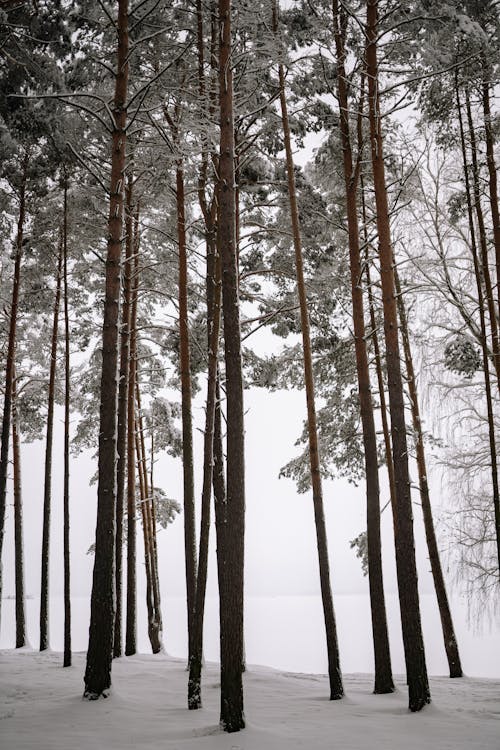High Trees Growing in Winter Forest
