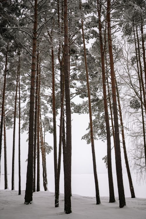 Free Tall pine trees covered in snow create a serene winter forest landscape. Stock Photo