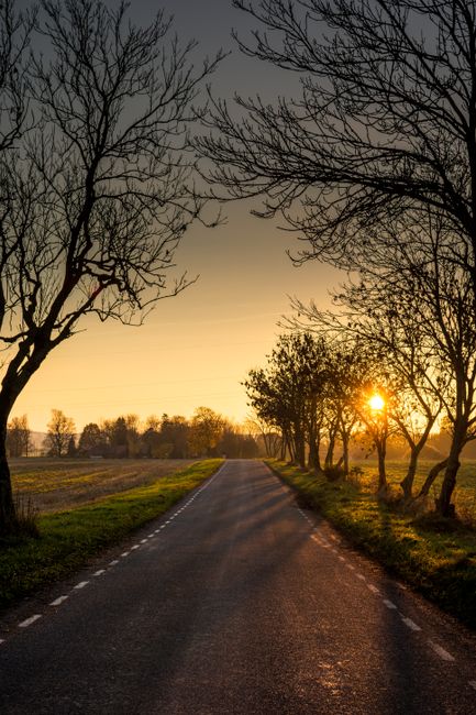 Beautiful rural road lined with bare trees at sunset, creating a peaceful, scenic view.