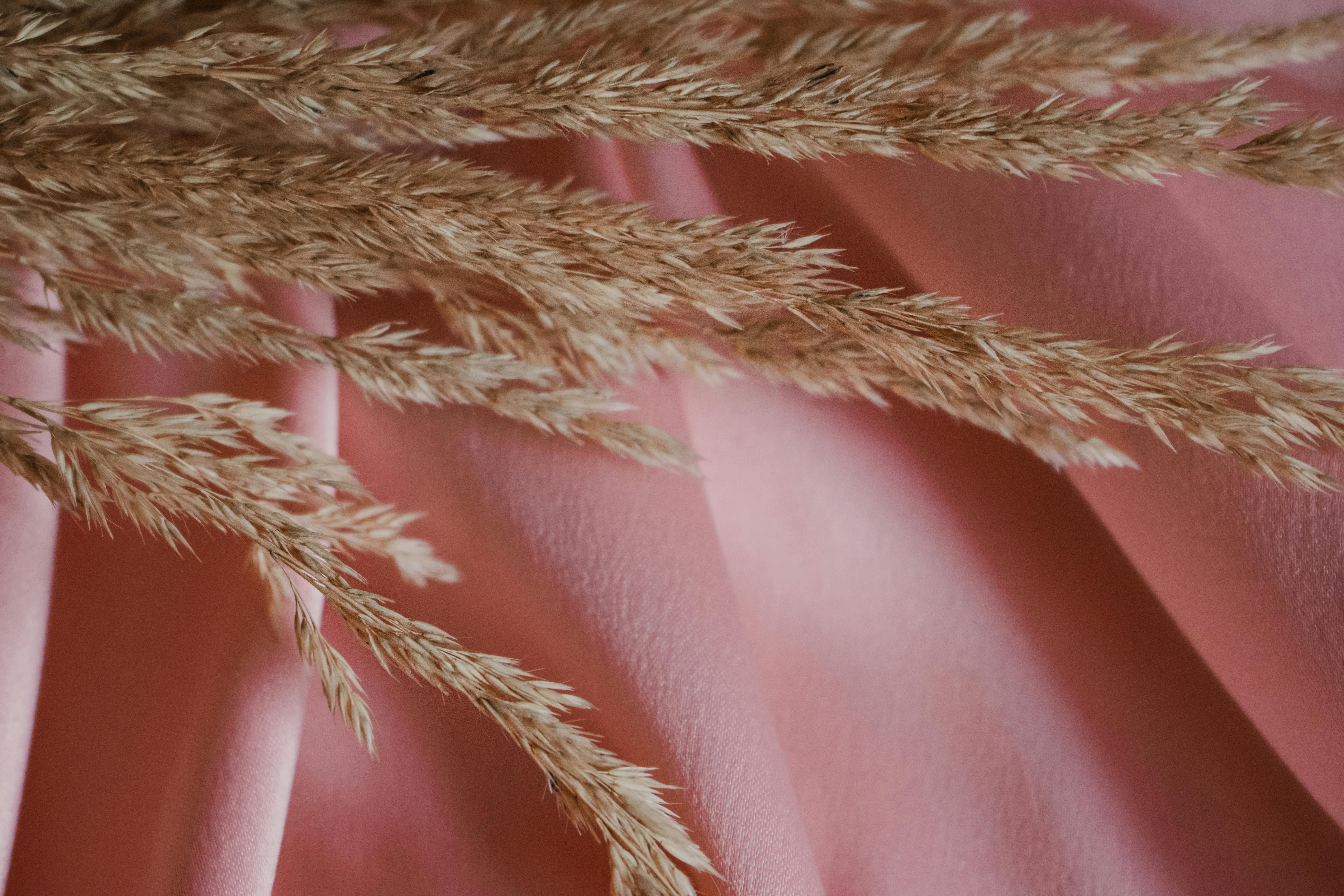Elegant dried pampas grass laying on soft pink fabric, creating a chic and minimalistic aesthetic.
