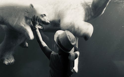 Free Woman Reaching Her Hand and Touching the Widow in a Zoo Behind Which Polar Bears Swim  Stock Photo