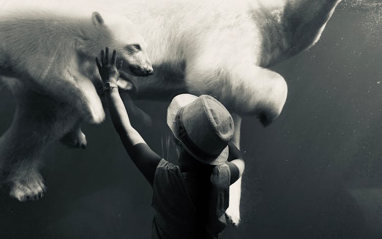 Woman Reaching Her Hand And Touching The Widow In A Zoo Behind Which Polar Bears Swim 