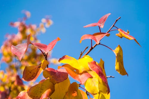 Free stock photo of autumn leaf, pine leaves