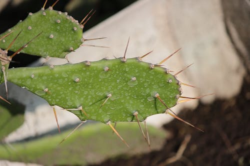 Free stock photo of cactus, green, nature