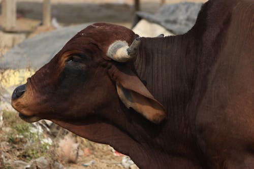 Free stock photo of animal, brown, bull Stock Photo