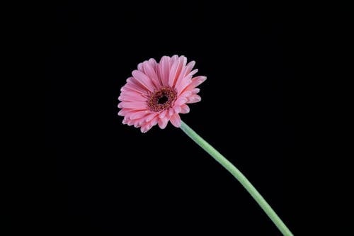 Free Pink Flower With Green Stem Stock Photo