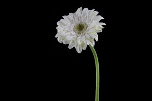 White Flower in Close Up Photography