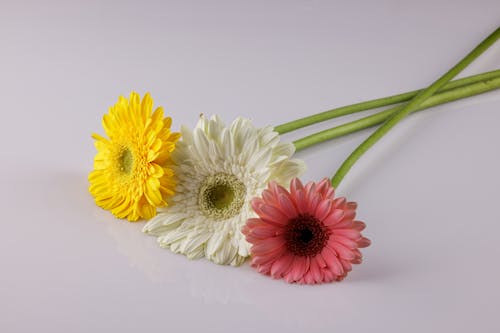 Gratis lagerfoto af blomster, flora, gerbera Lagerfoto