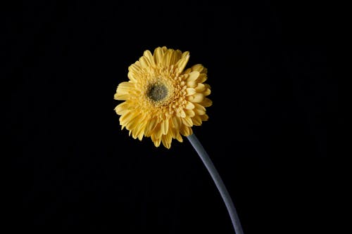 Yellow Flower in Black Background