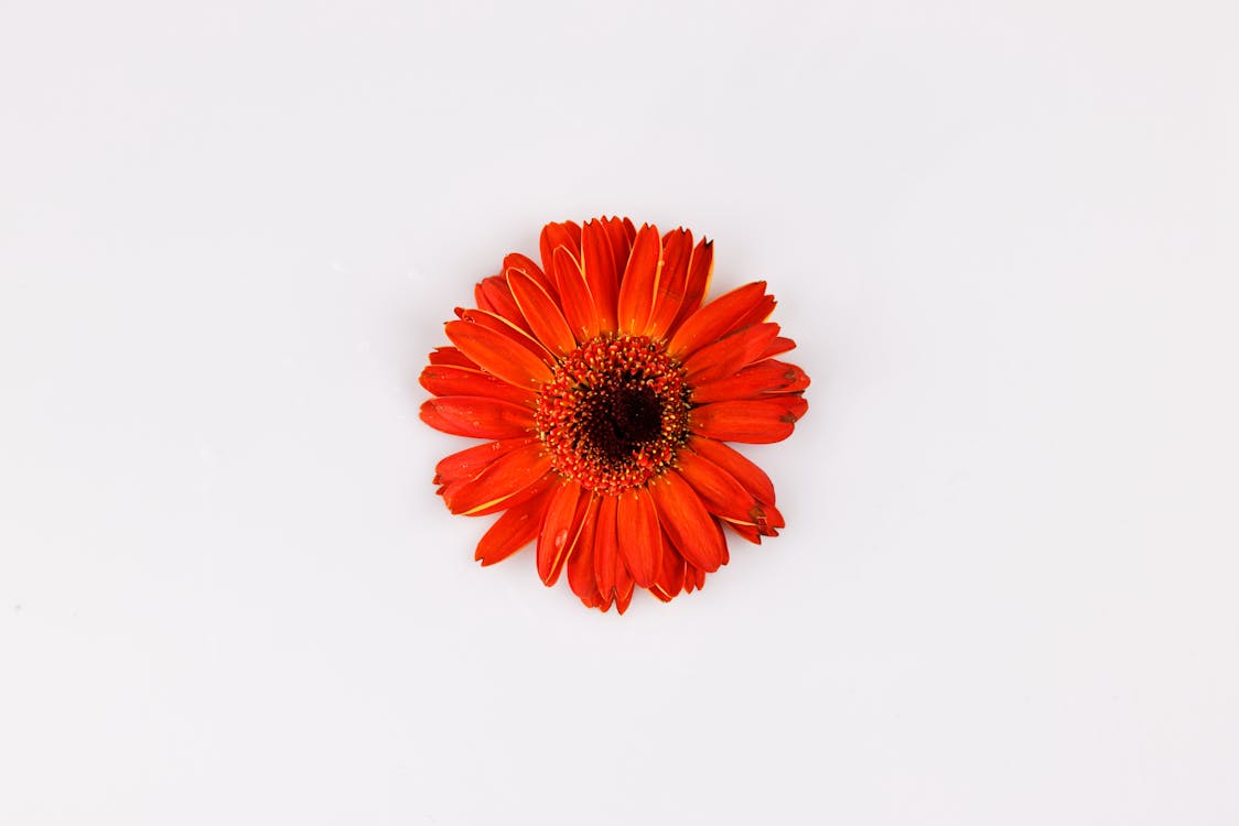 Orange Flower on White Background