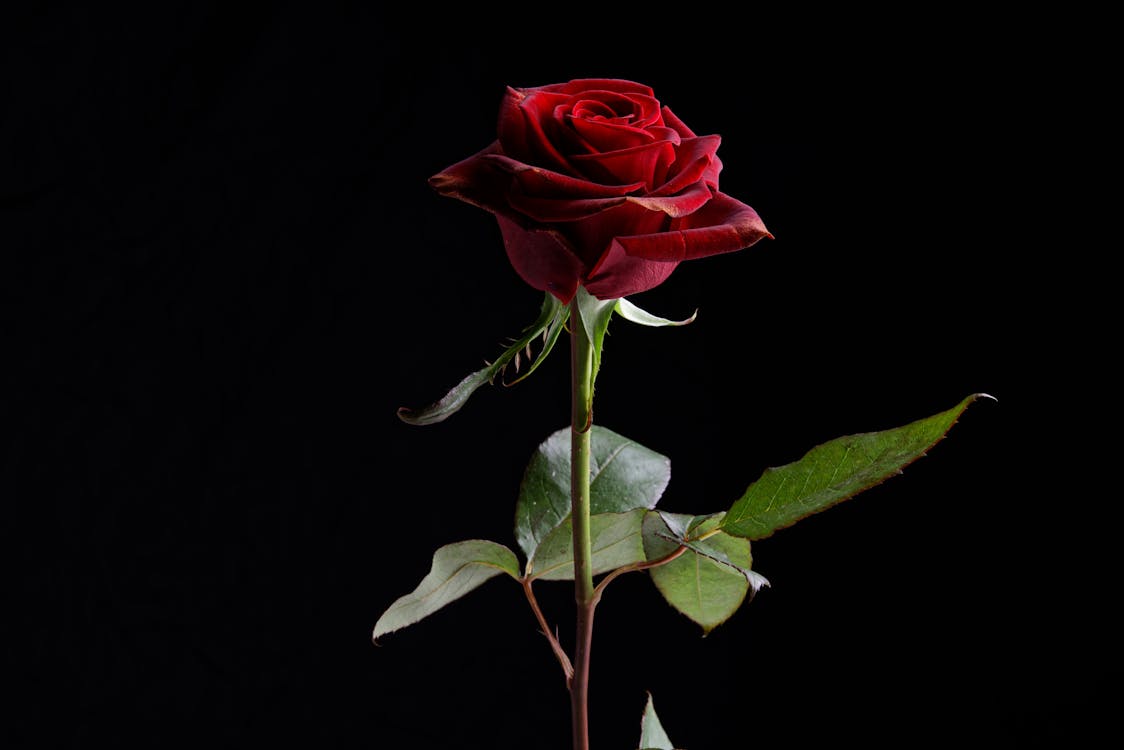 Free Red Rose in Black Background Stock Photo