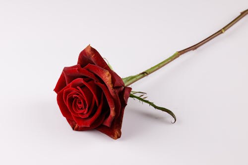Free Red Rose on White Background Stock Photo