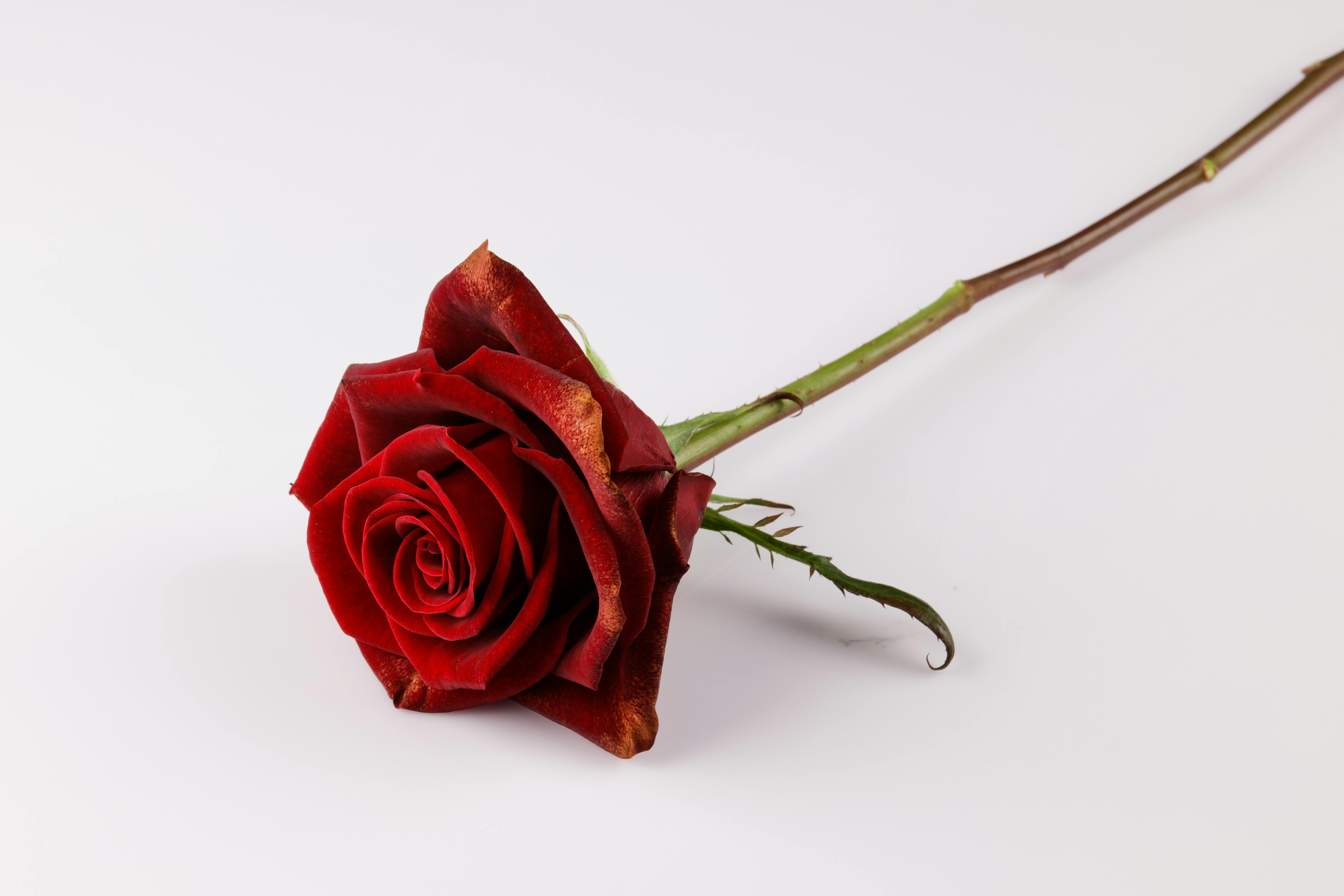 Photograph of a Red Rose with a Black Background · Free Stock Photo
