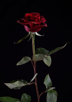 A striking red rose with green leaves against a black background, embodying elegance and romance.