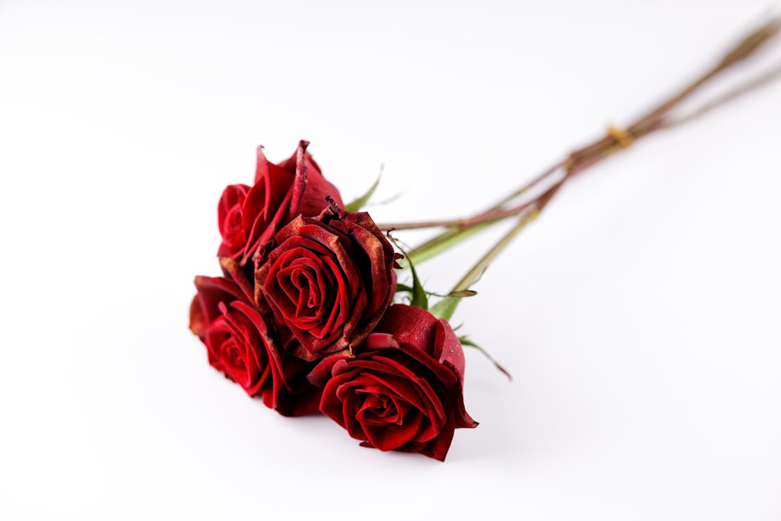 Free Red Roses on White Background Stock Photo