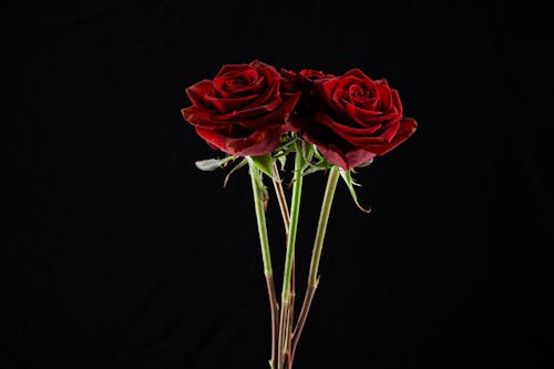 Red Roses in Black Background