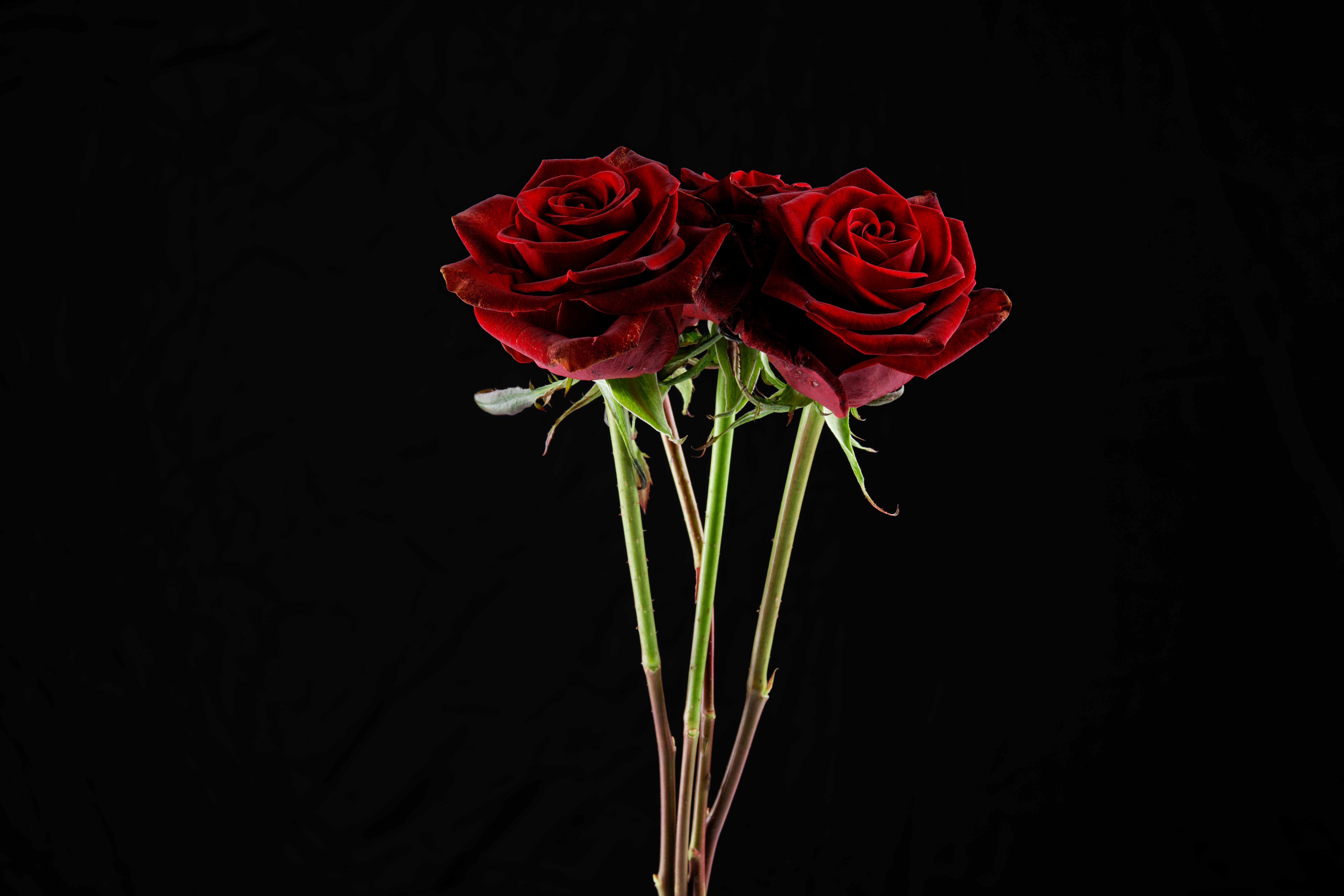 Red Roses in Black Background · Free Stock Photo