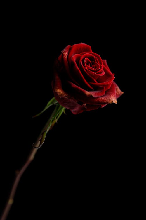 Free Red Rose in Black Background Stock Photo