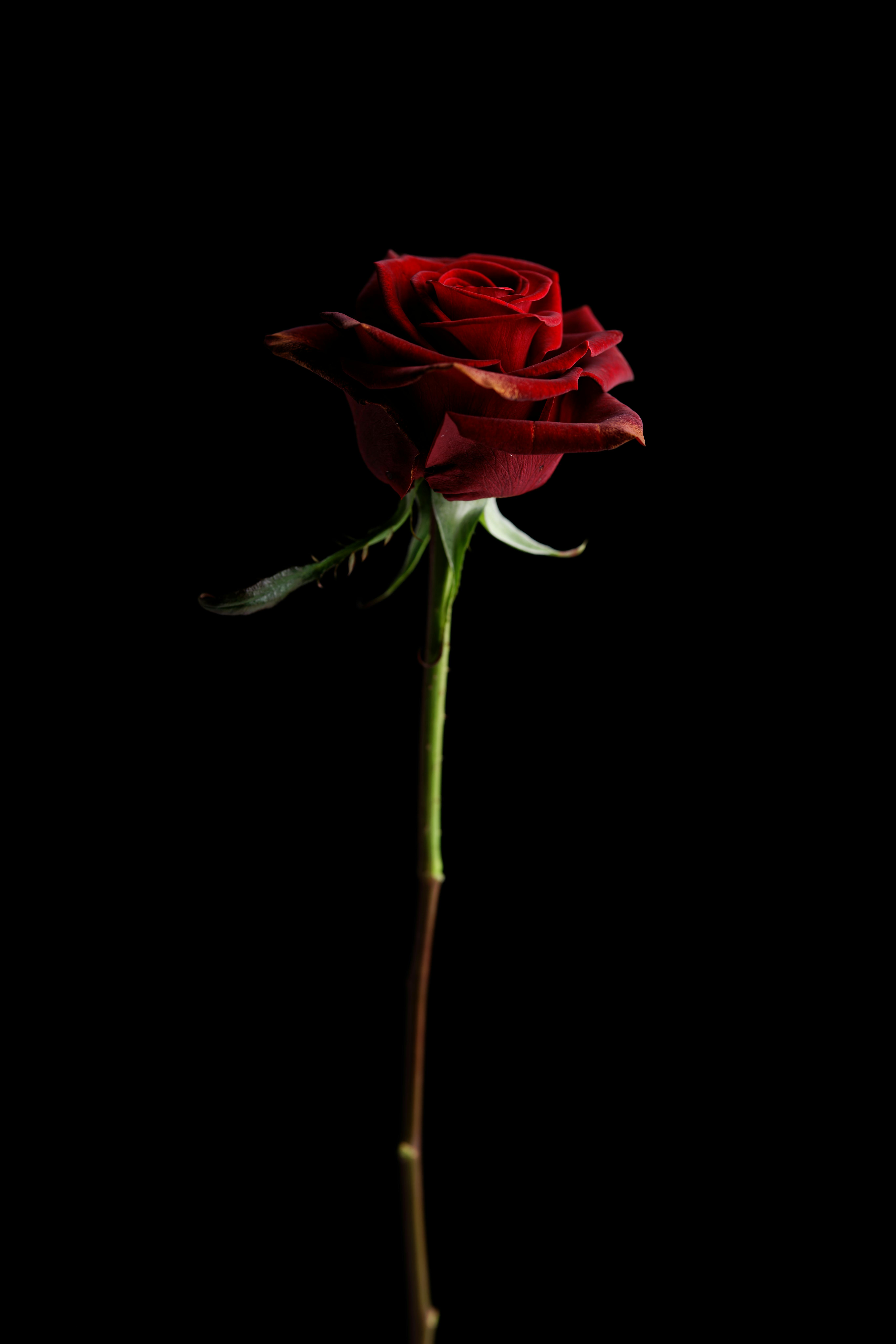 Red Rose in Black Background · Free Stock Photo