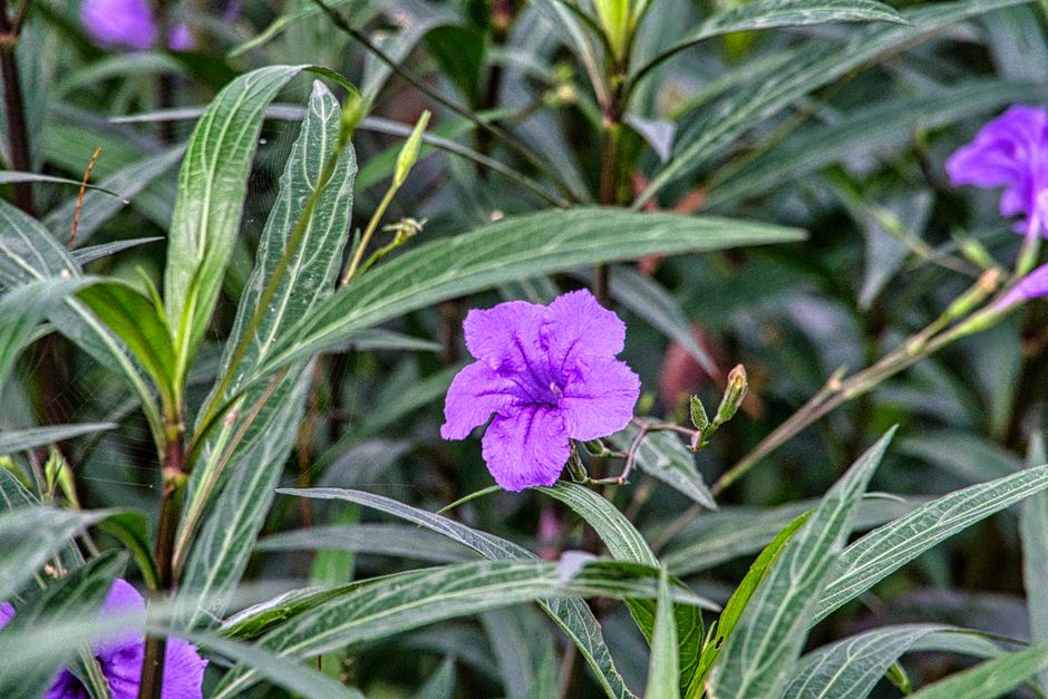 Verhuellia