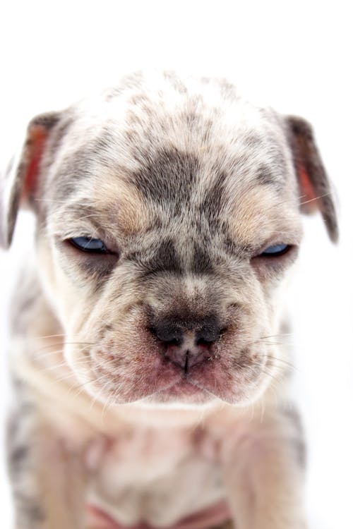 Kostenlos Kostenloses Stock Foto zu französische bulldogge, haustier, hund Stock-Foto
