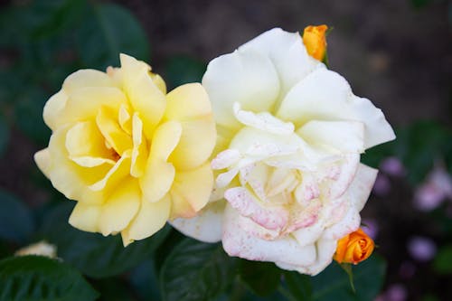 免費 浪漫的, 特寫, 玫瑰 的 免費圖庫相片 圖庫相片