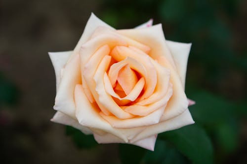 White Rose in Bloom