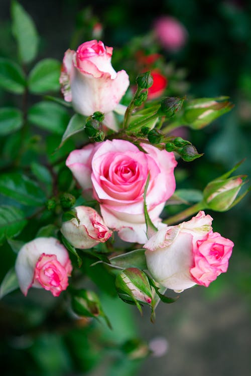 Kostnadsfri bild av blommor, flora, trädgård rosor